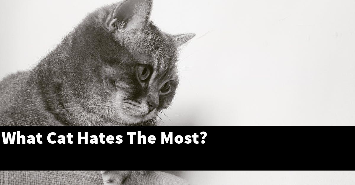 What Cat Hates The Most?