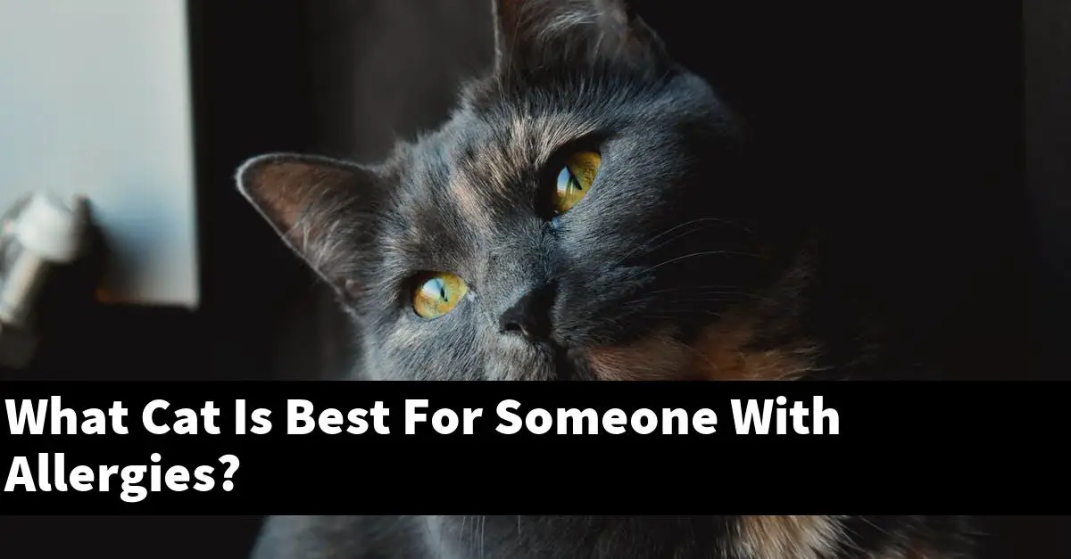What Cat Is Best For Someone With Allergies?