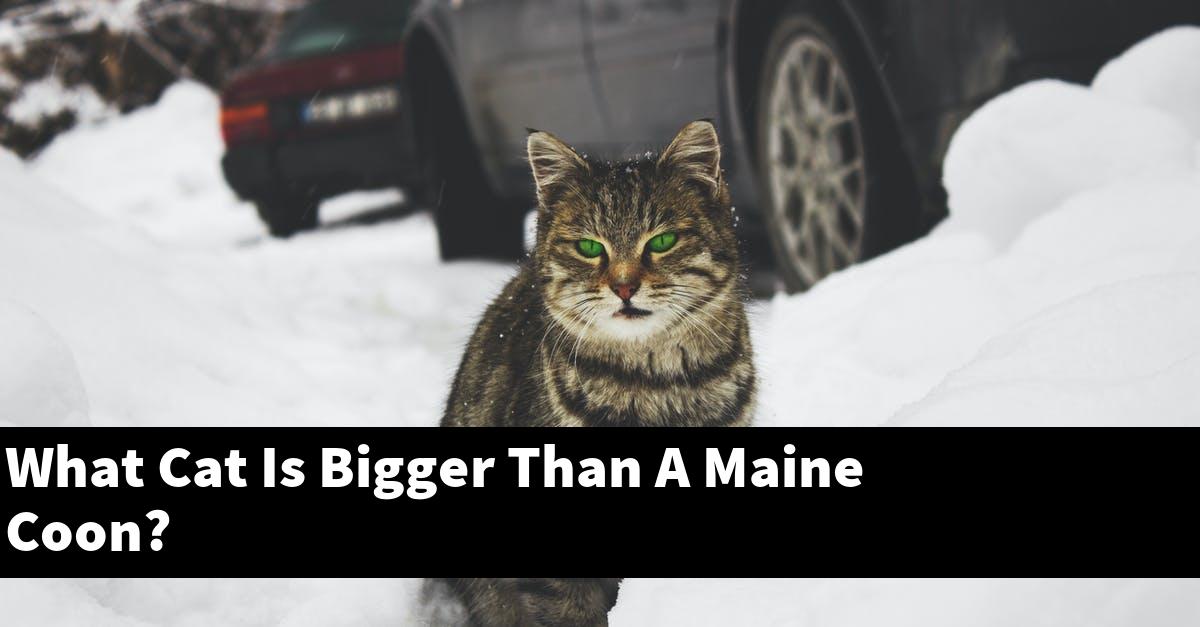 What Cat Is Bigger Than A Maine Coon?