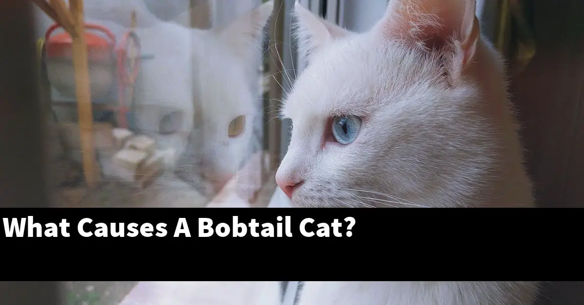 What Causes A Bobtail Cat?