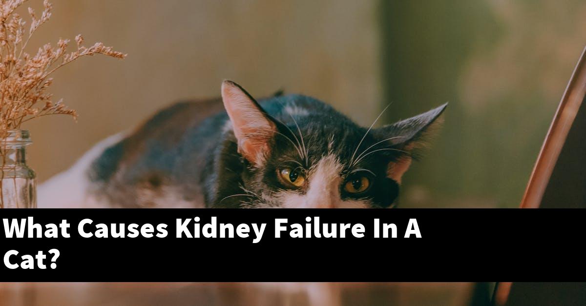 What Causes Kidney Failure In A Cat?