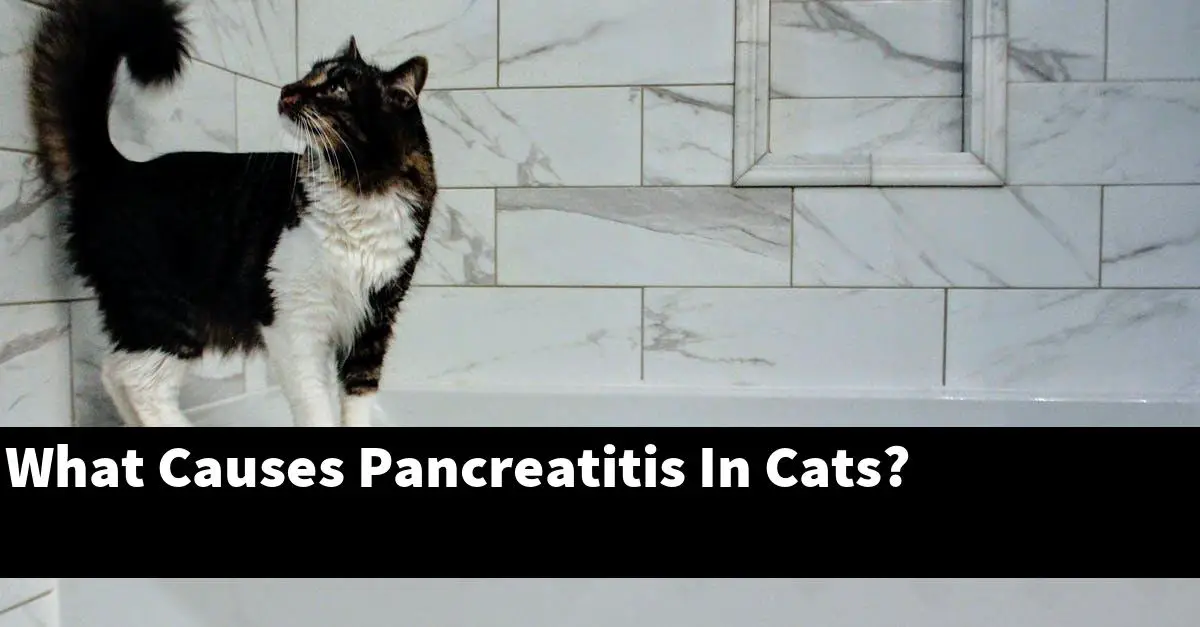 What Causes Pancreatitis In Cats?