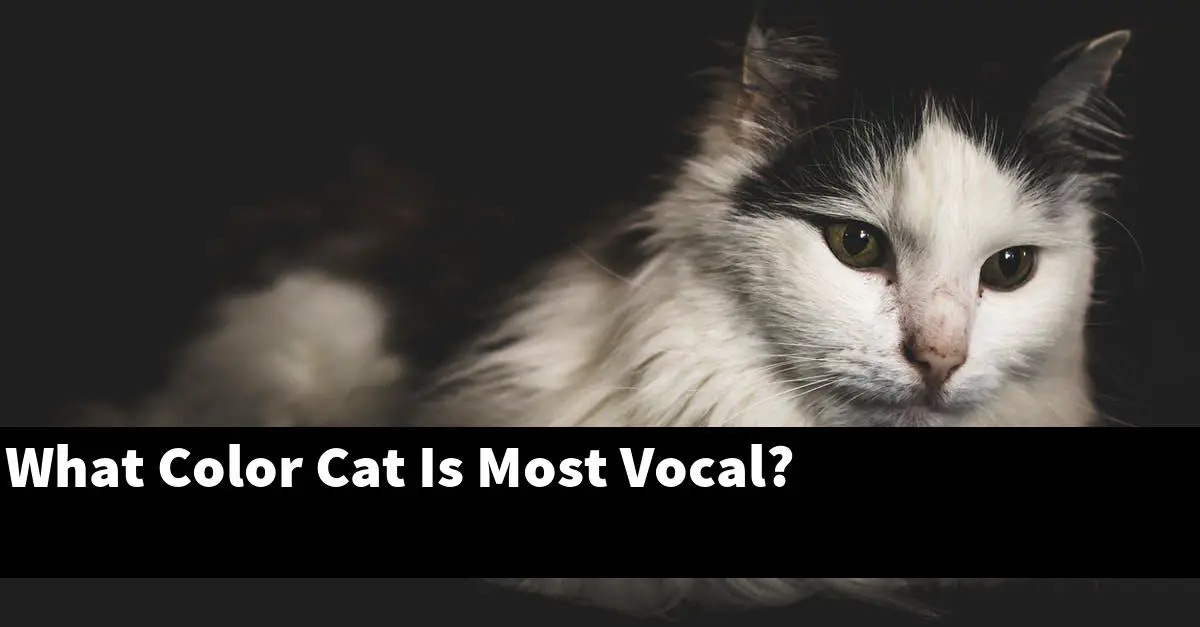 What Color Cat Is Most Vocal?