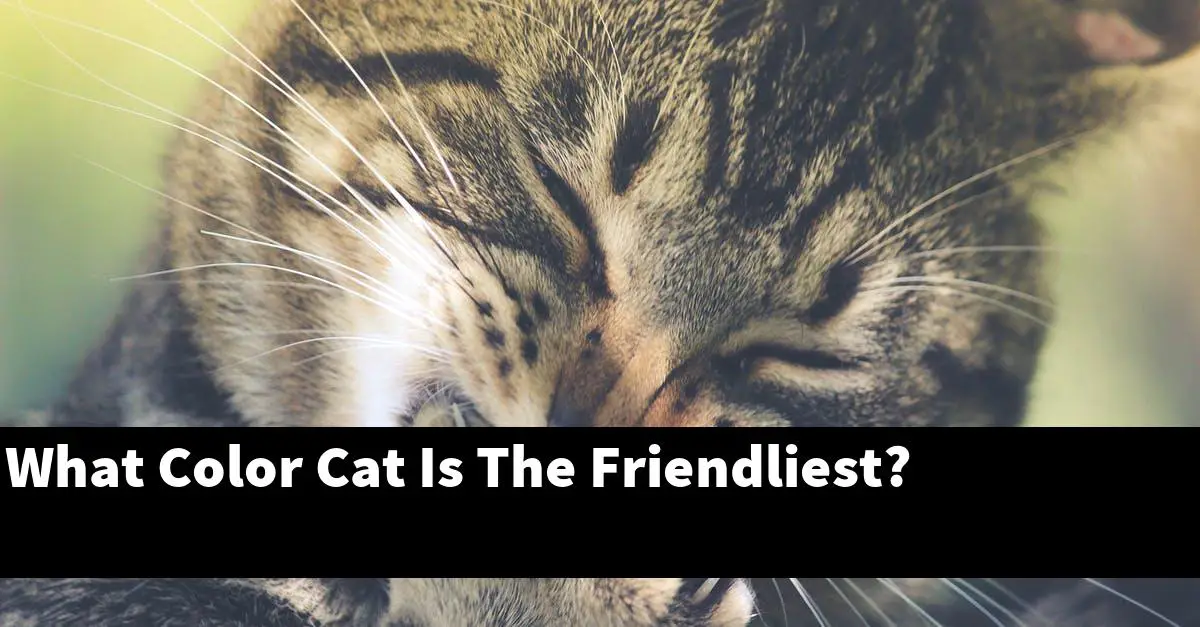 What Color Cat Is The Friendliest?