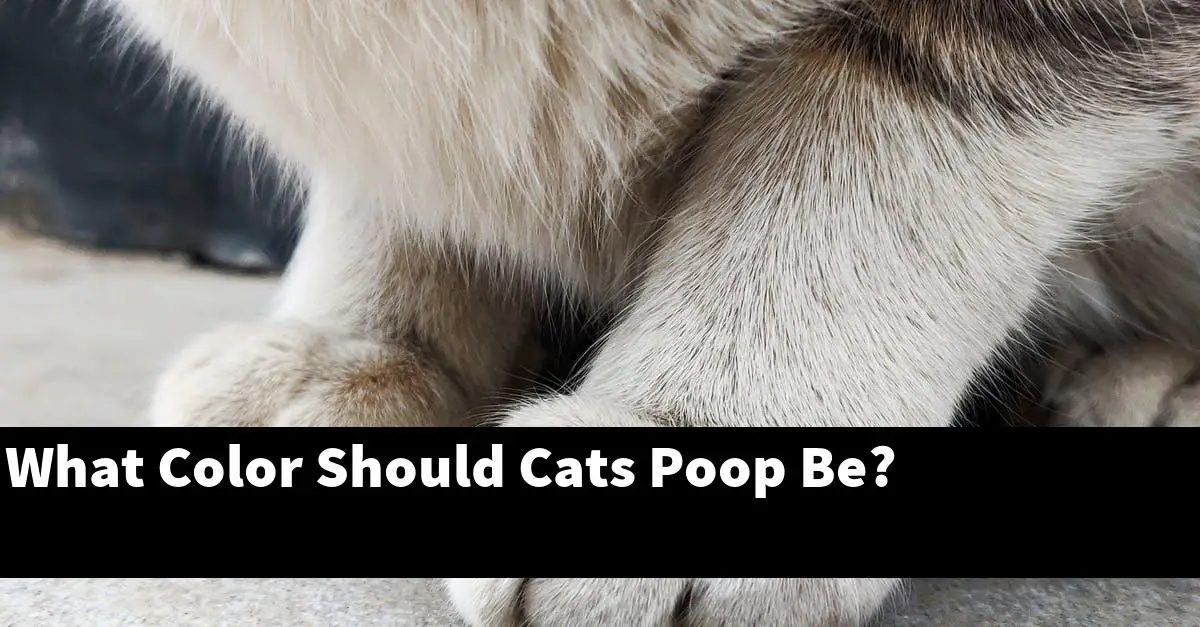 What Color Should Cats Poop Be?