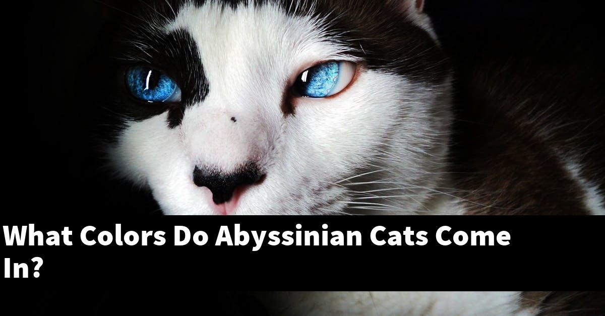 What Colors Do Abyssinian Cats Come In?
