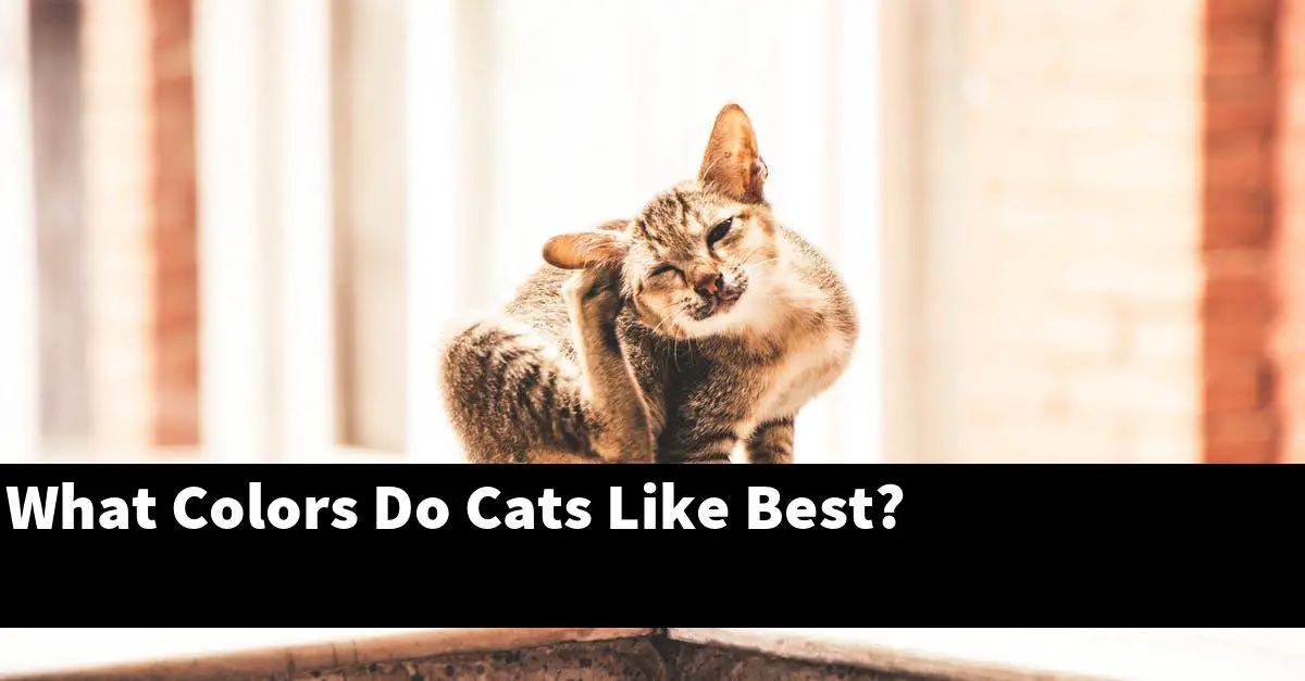 What Colors Do Cats Like Best?