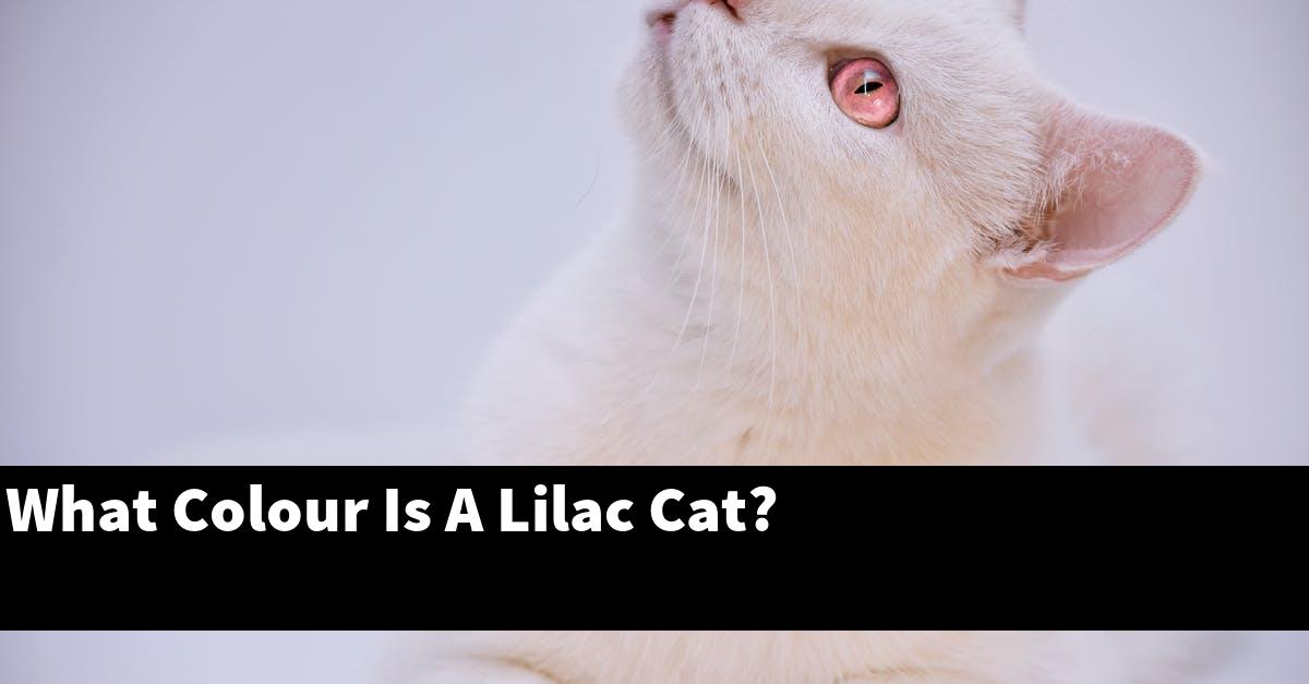 What Colour Is A Lilac Cat?