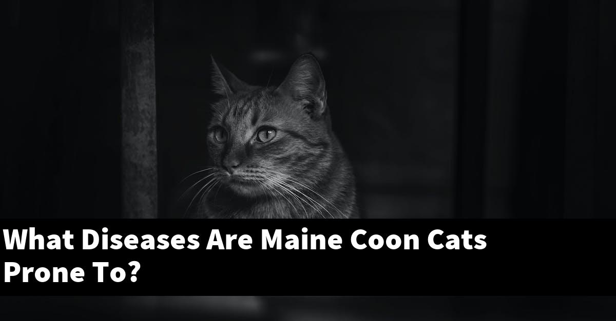What Diseases Are Maine Coon Cats Prone To?