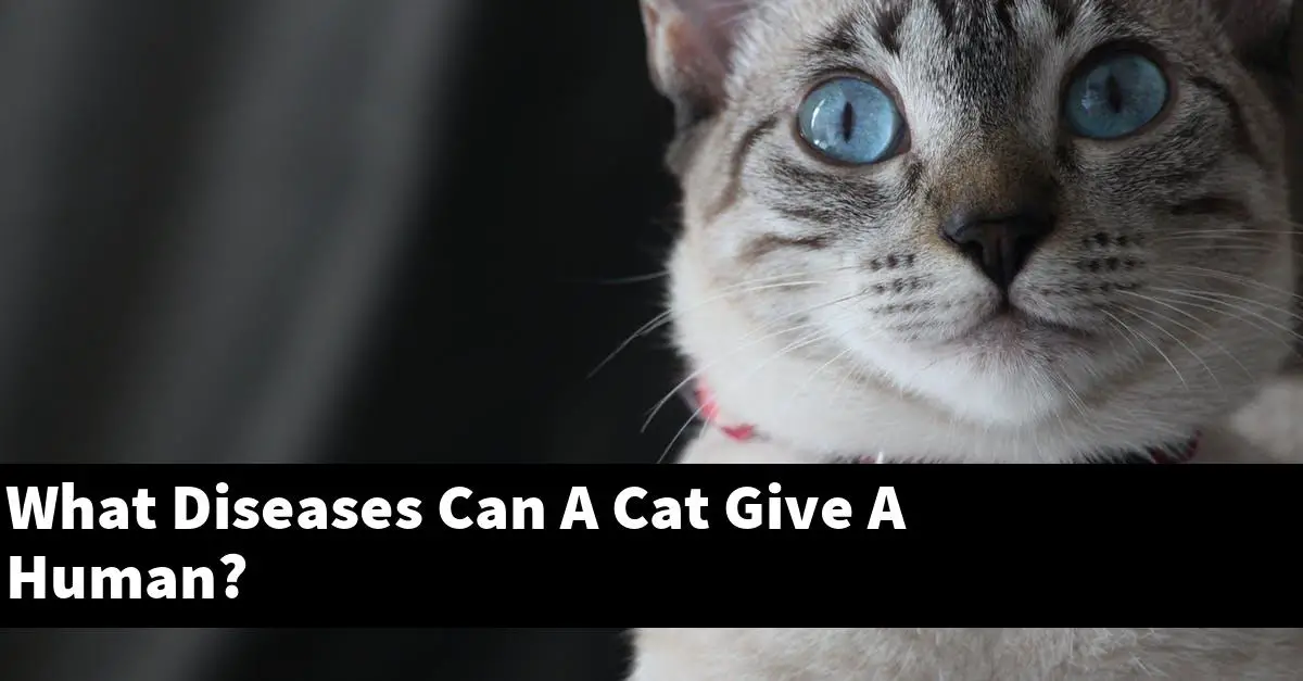 What Diseases Can A Cat Give A Human?