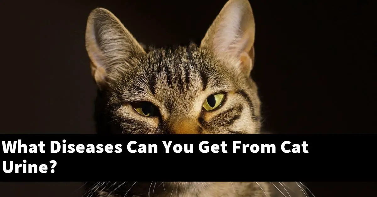 What Diseases Can You Get From Cat Urine?