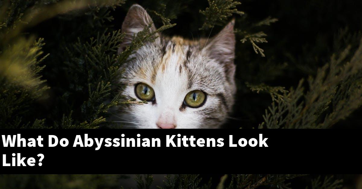 What Do Abyssinian Kittens Look Like?