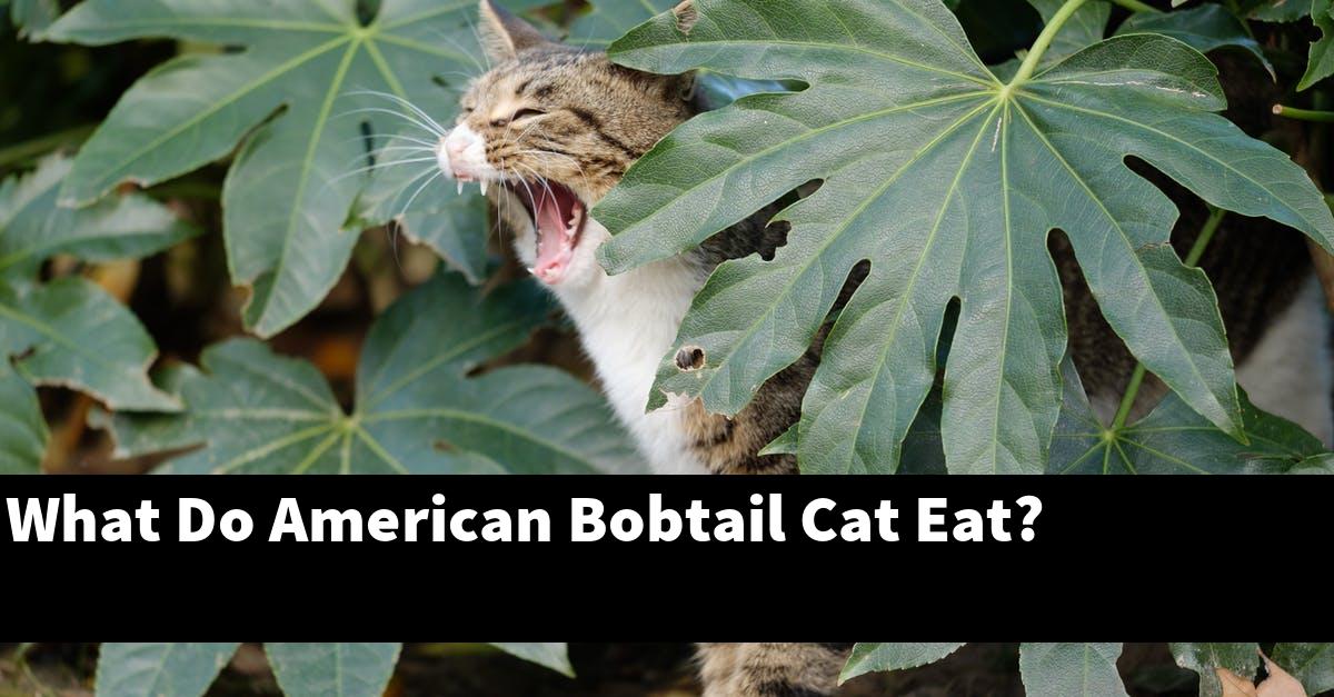 What Do American Bobtail Cat Eat?