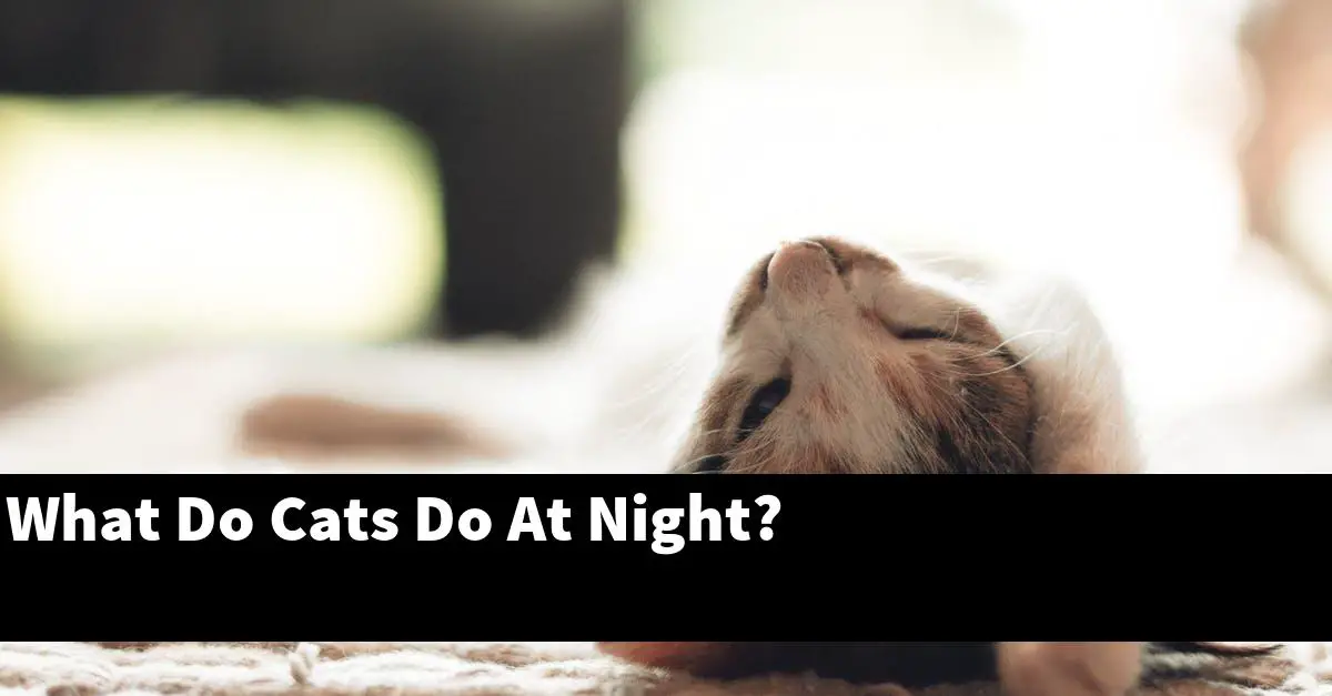What Do Cats Do At Night?