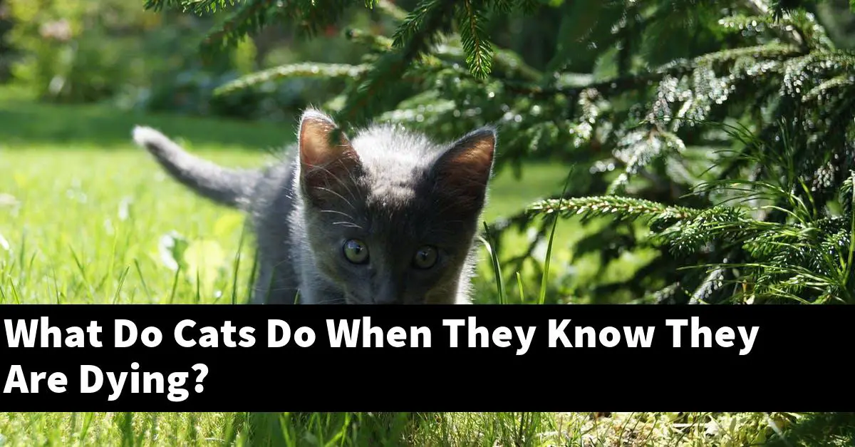 What Do Cats Do When They Know They Are Dying?