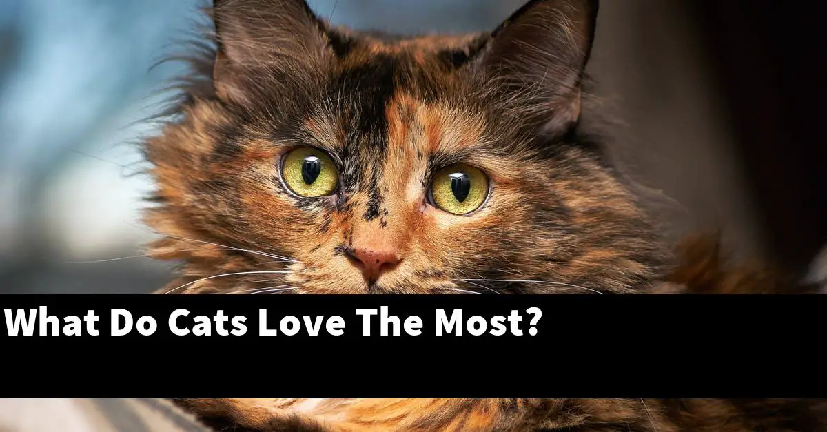 What Do Cats Love The Most?