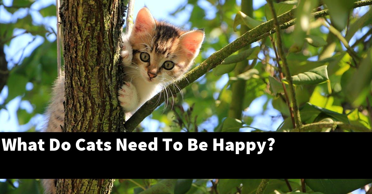 What Do Cats Need To Be Happy?