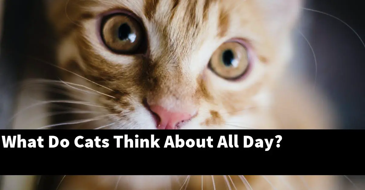 What Do Cats Think About All Day?