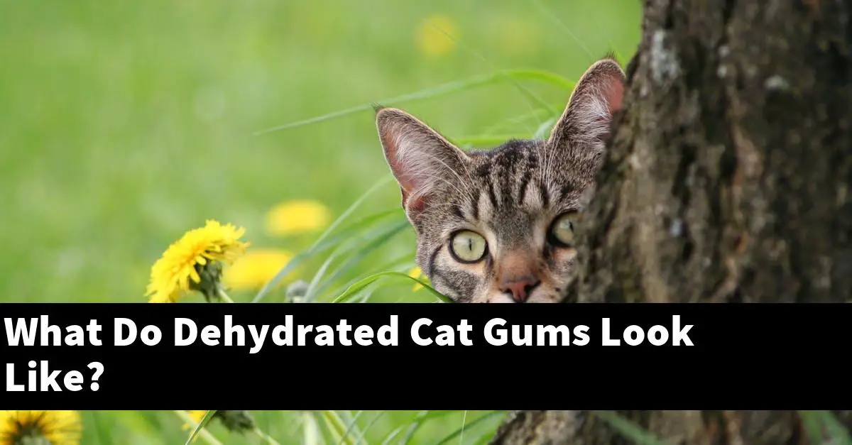 What Do Dehydrated Cat Gums Look Like?