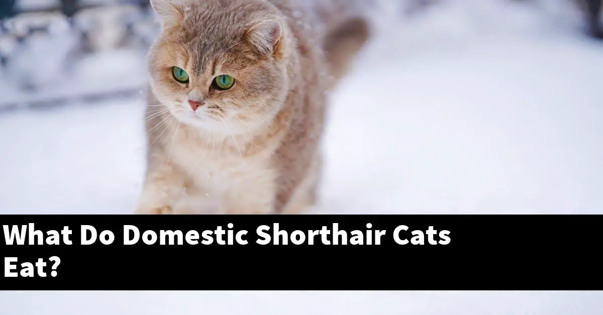 What Do Domestic Shorthair Cats Eat?