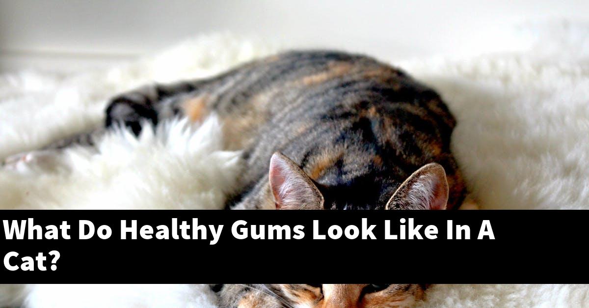 What Do Healthy Gums Look Like In A Cat?