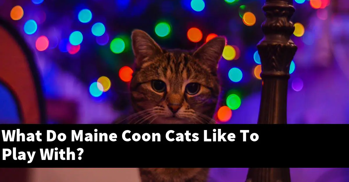 What Do Maine Coon Cats Like To Play With?