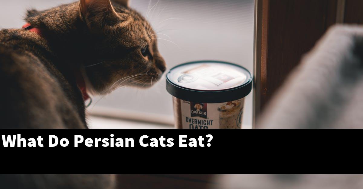 What Do Persian Cats Eat?