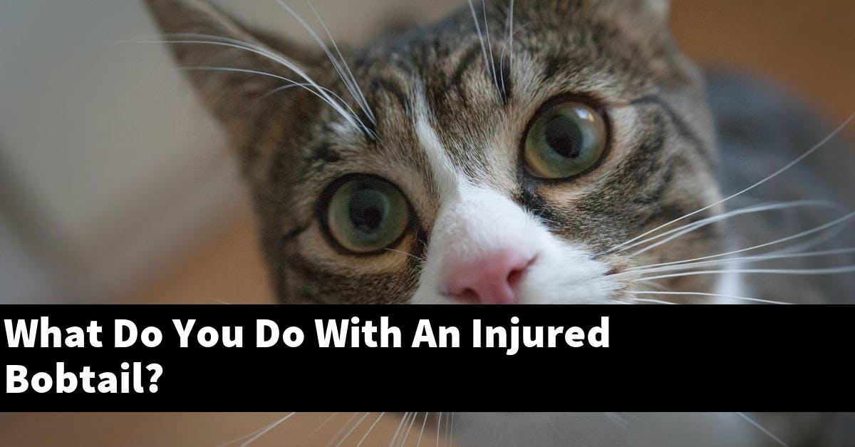 What Do You Do With An Injured Bobtail?