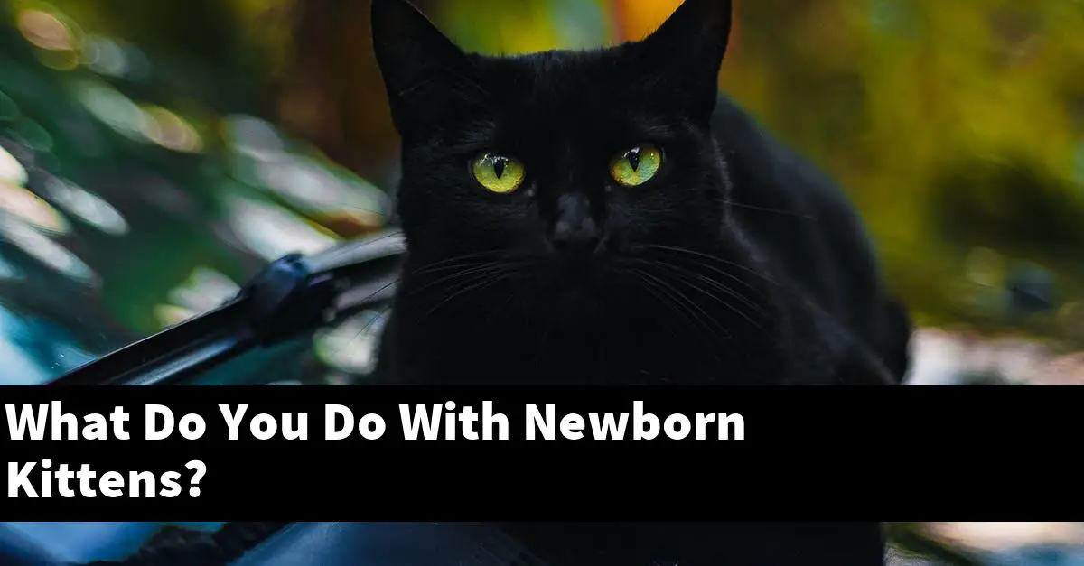 What Do You Do With Newborn Kittens?