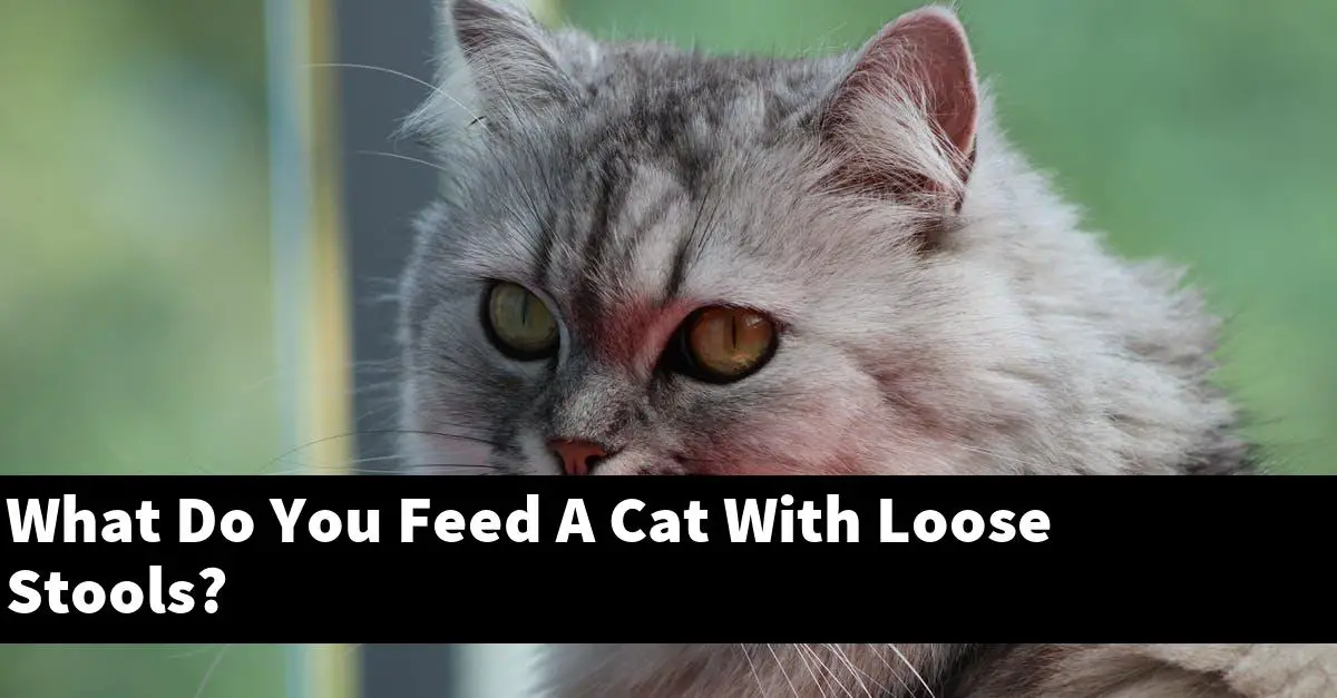 What Do You Feed A Cat With Loose Stools?