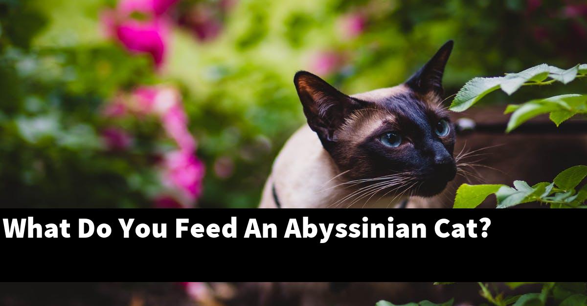 What Do You Feed An Abyssinian Cat?