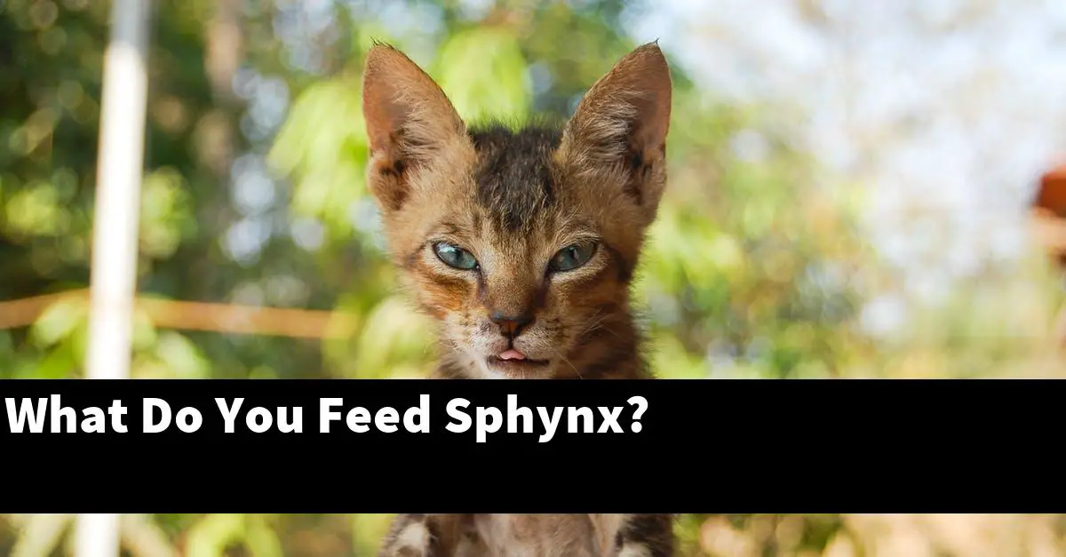 What Do You Feed Sphynx? [Explained]