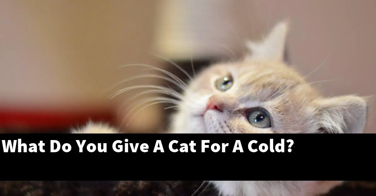 What Do You Give A Cat For A Cold?