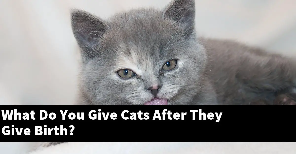 What Do You Give Cats After They Give Birth?