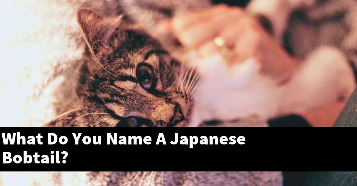 What Do You Name A Japanese Bobtail?