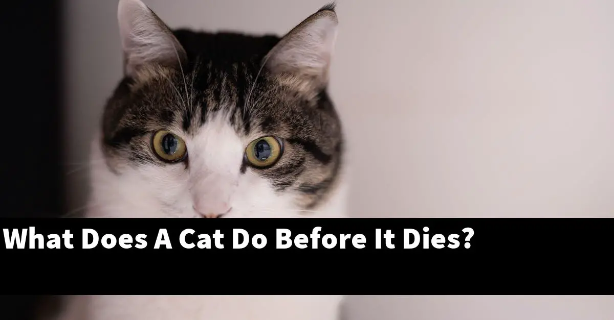 What Does A Cat Do Before It Dies?