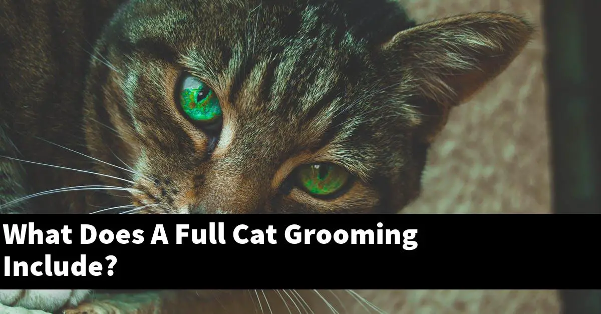What Does A Full Cat Grooming Include?