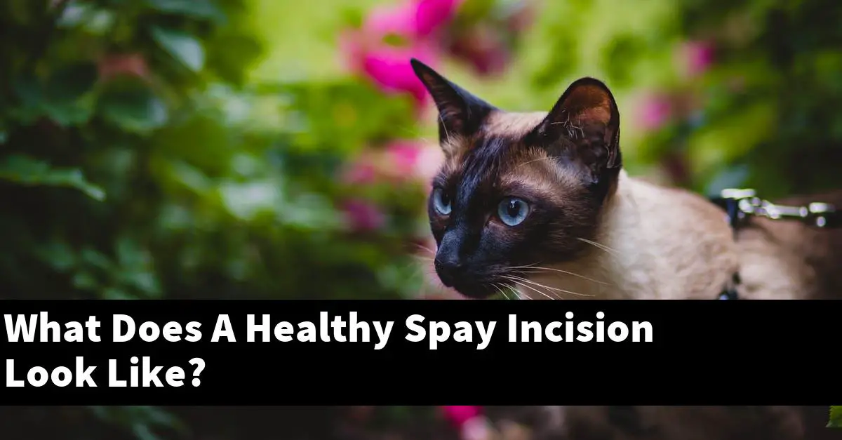 What Does A Healthy Spay Incision Look Like?