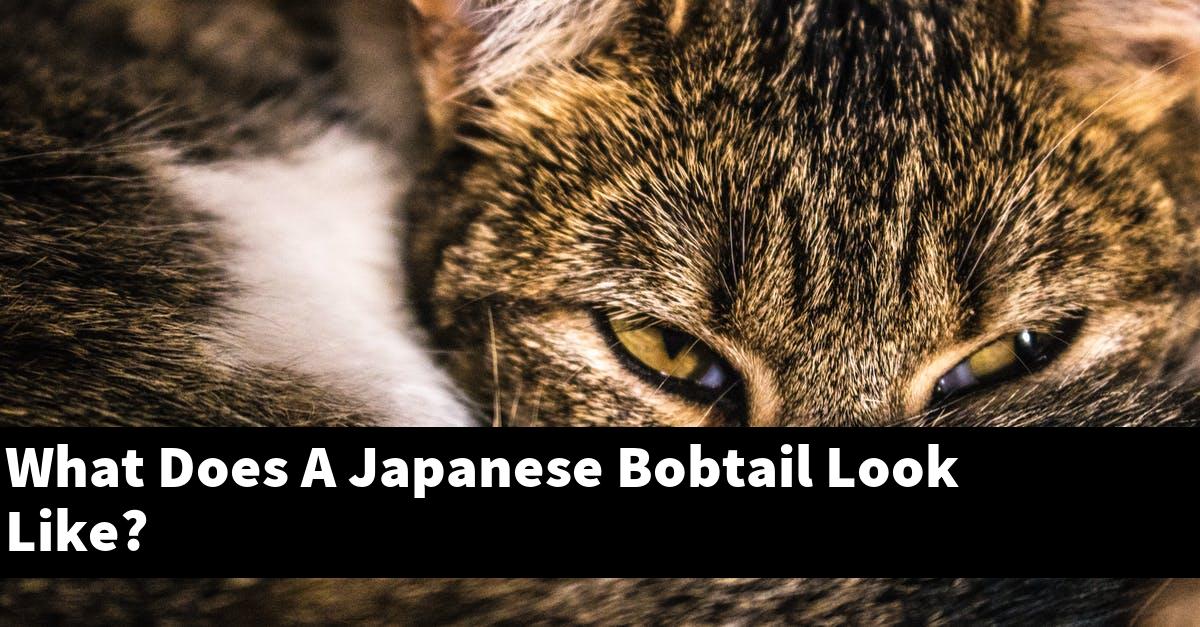 What Does A Japanese Bobtail Look Like?