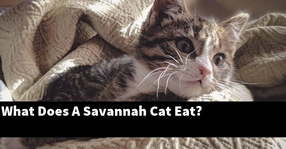 What Does A Savannah Cat Eat?