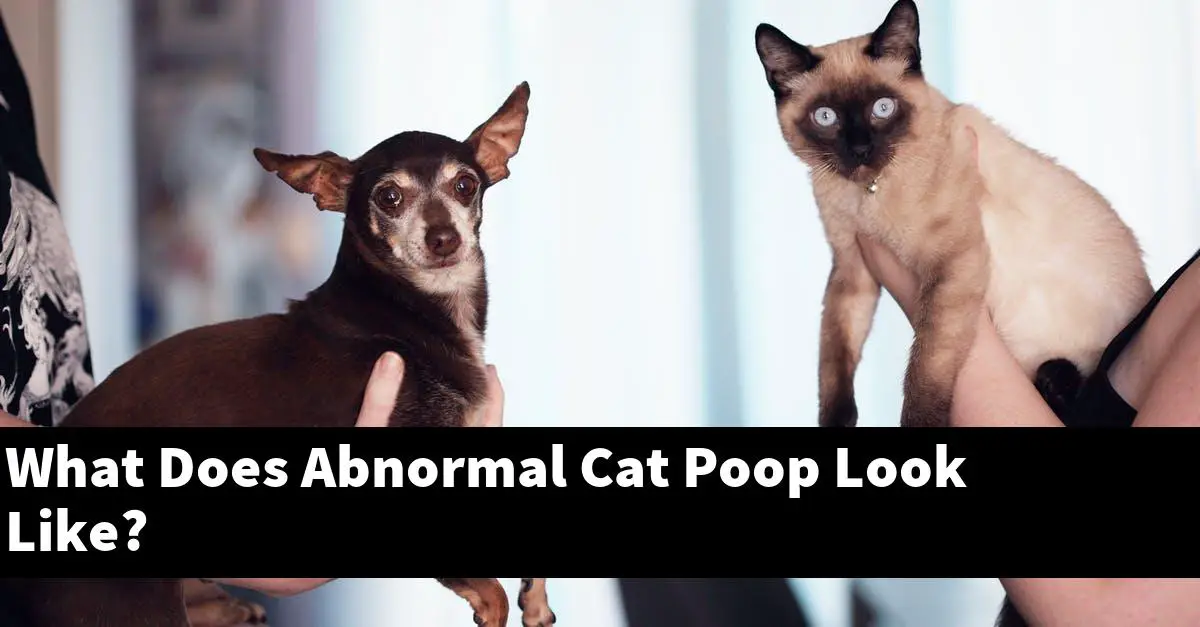 What Does Abnormal Cat Poop Look Like?