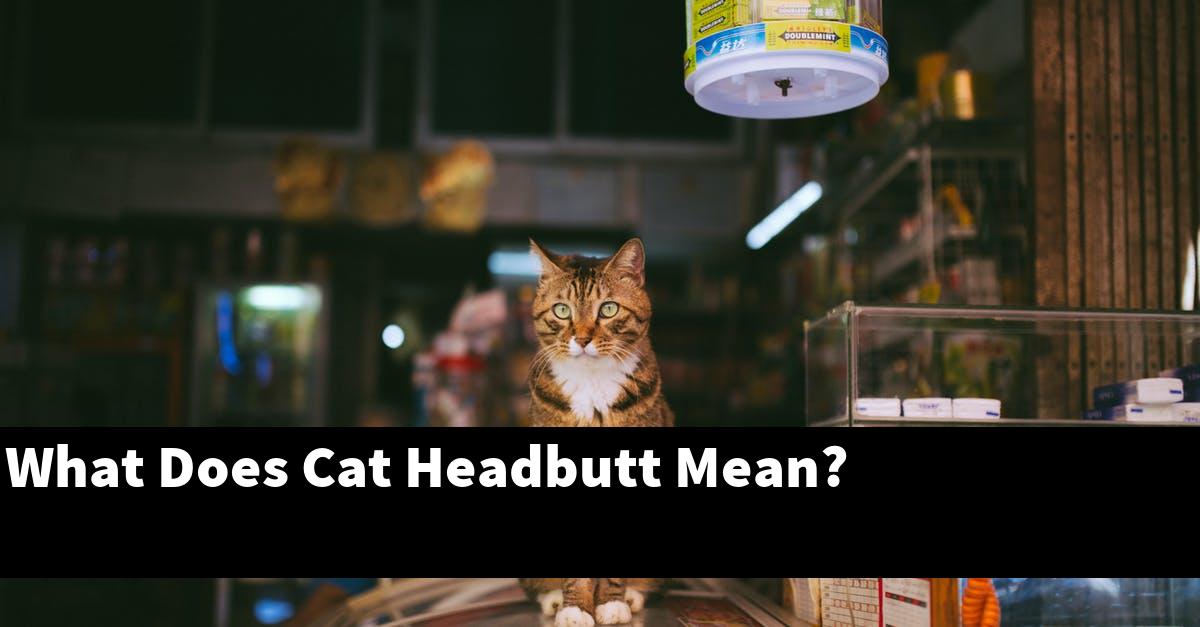 What Does Cat Headbutt Mean?