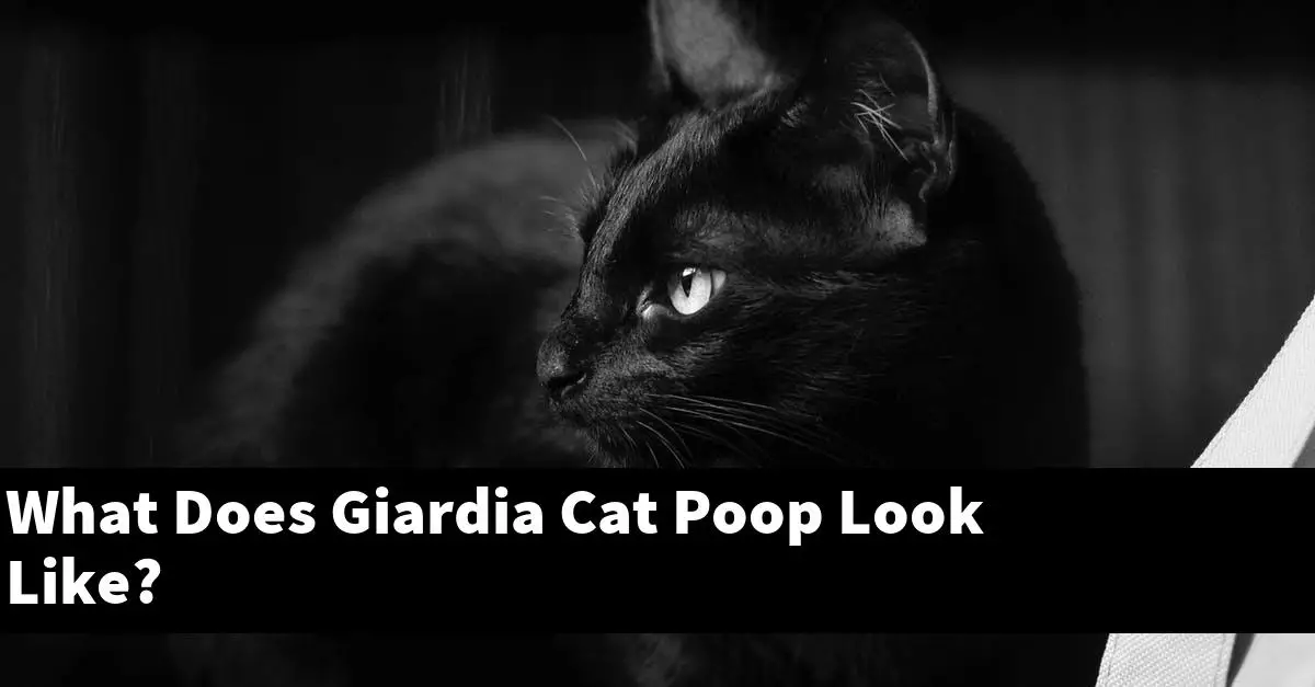 What Does Giardia Cat Poop Look Like?