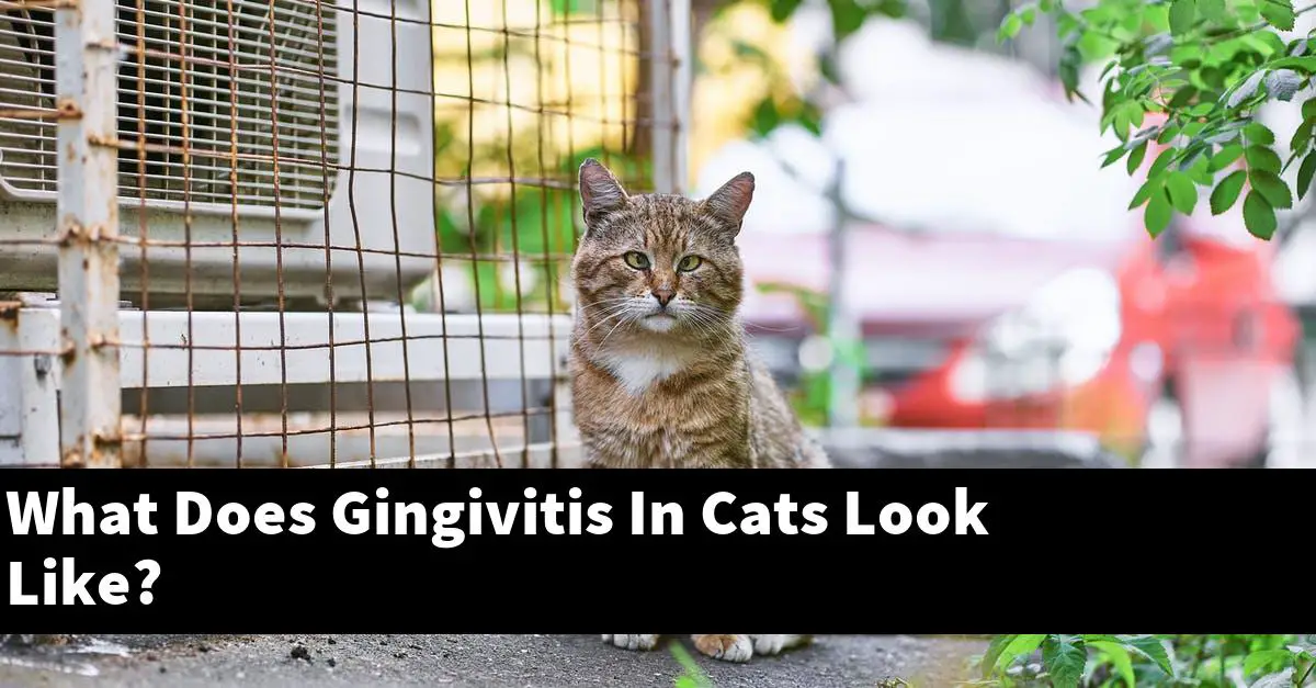 What Does Gingivitis In Cats Look Like?