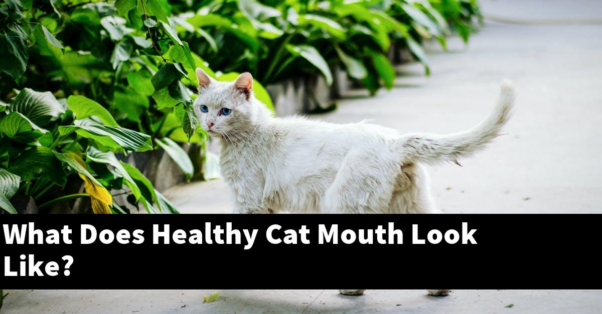 What Does Healthy Cat Mouth Look Like?