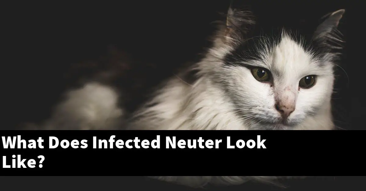 What Does Infected Neuter Look Like?