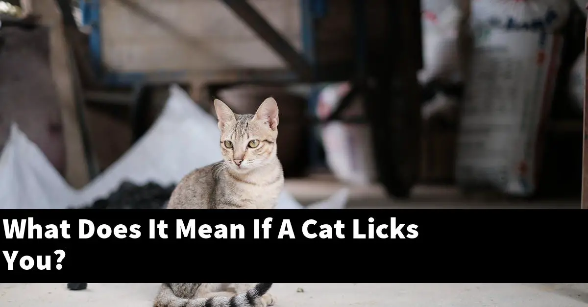 What Does It Mean If A Cat Licks You?