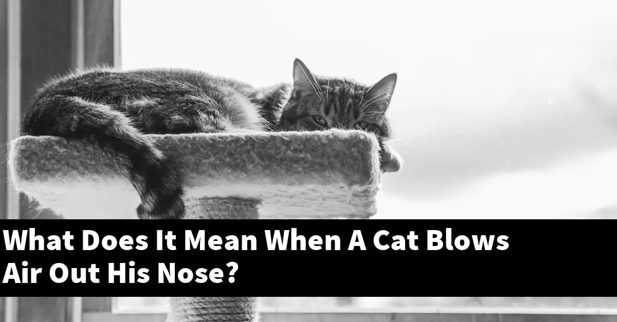 What Does It Mean When A Cat Blows Air Out His Nose?