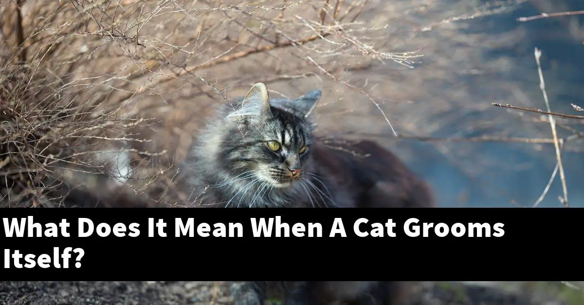 What Does It Mean When A Cat Grooms Itself?