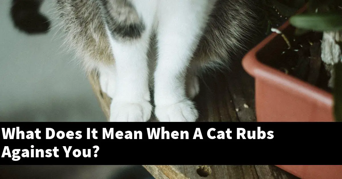 What Does It Mean When A Cat Rubs Against You?